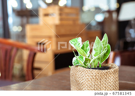 little tree pot on the desk in the living room, background with copy space concept 67581345
