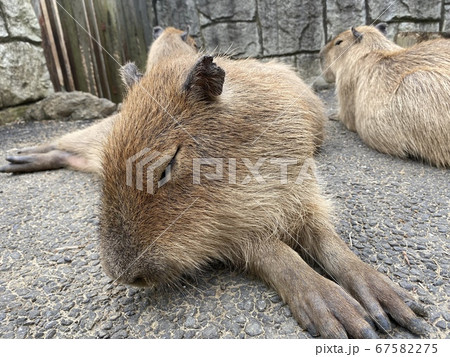 カピバラとの触れ合い動物園 カピバラとの触れ合い動物園 67582275