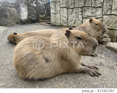 カピバラとの触れ合い動物園 カピバラとの触れ合い動物園 67582283