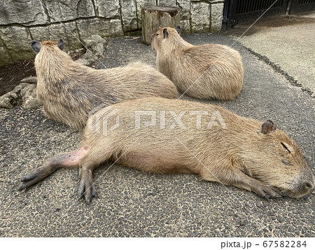 カピバラとの触れ合い動物園 67582284