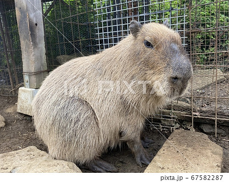 カピバラとの触れ合い動物園 カピバラとの触れ合い動物園 67582287