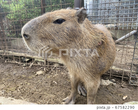 カピバラとの触れ合い動物園 カピバラとの触れ合い動物園 67582290