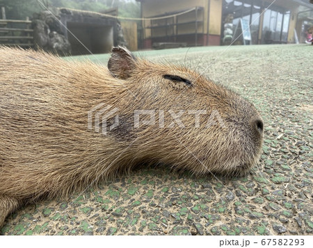 カピバラとの触れ合い動物園 カピバラとの触れ合い動物園 67582293