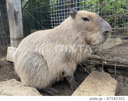 カピバラとの触れ合い動物園 カピバラとの触れ合い動物園 67582301