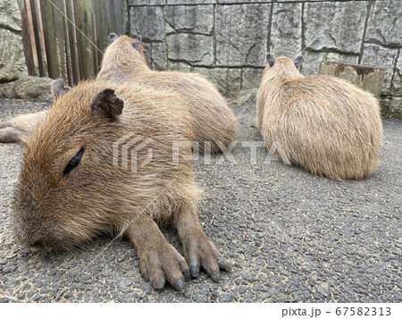 カピバラとの触れ合い動物園 67582313