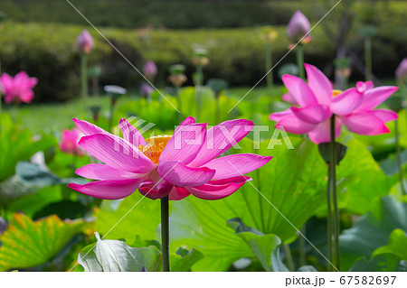 公園 パーク 園 67582697