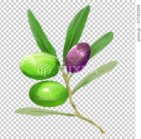 Olive fruit Olive fruit 67582888