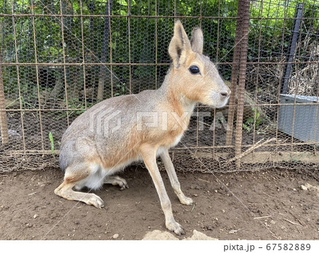 マーラとの触れ合い動物園 67582889