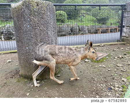 マーラとの触れ合い動物園 マーラとの触れ合い動物園 67582893