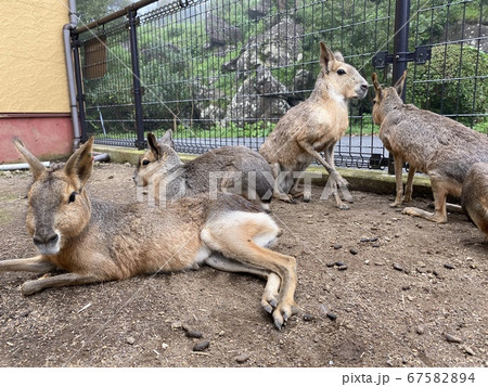 マーラとの触れ合い動物園 67582894