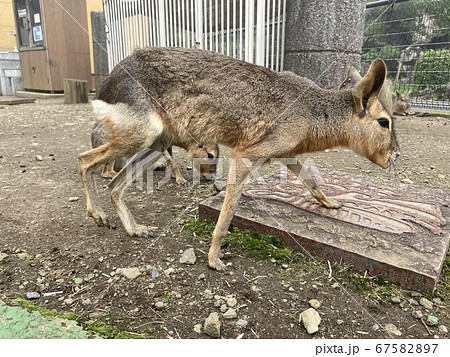 マーラとの触れ合い動物園 マーラとの触れ合い動物園 67582897
