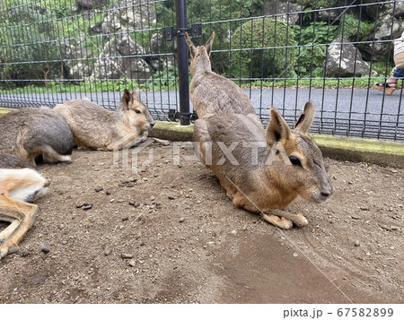 マーラとの触れ合い動物園 マーラとの触れ合い動物園 67582899