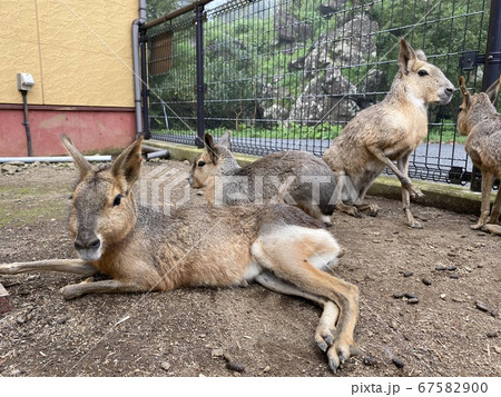 マーラとの触れ合い動物園 マーラとの触れ合い動物園 67582900