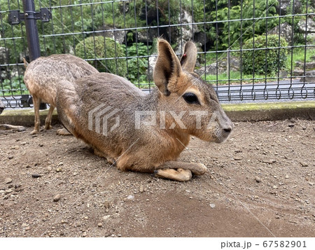 マーラとの触れ合い動物園 マーラとの触れ合い動物園 67582901