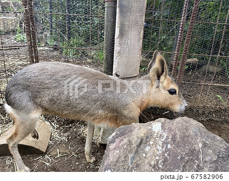 マーラとの触れ合い動物園 マーラとの触れ合い動物園 67582906