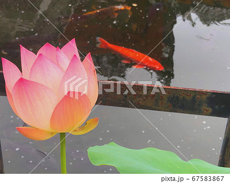 夏のハスの花と鯉の写真素材 夏のハスの花と鯉の写真素材