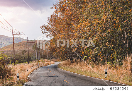 Road  in autumn season nature. 67584545
