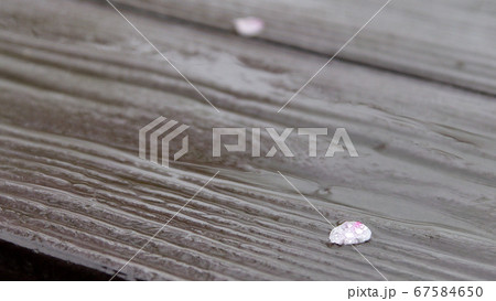 雨で散る桜に込める思い 雨で散る桜に込める思い 67584650