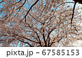 満開の桜 67585153