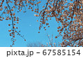 満開の桜と月 67585154