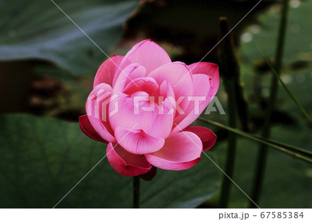 蓮の花優雅に咲く　 67585384
