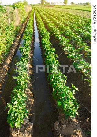 Irrigation and growing young pepper in the field. Watering of agricultural crops. Farming and agriculture. Agroindustry and agribusiness. Countryside. Close-up. Selective focus 67585660