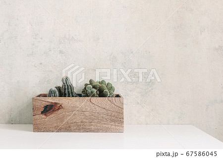 Set of green succulents and cactus in wooden pot on a white table. Trendy potted plants in interior. Grunge wall background. Empty copy space for text. Interior lifestyle web banner. 67586045