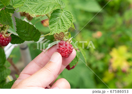 赤いラズベリーの栽培 収穫 6月 家庭菜園の写真素材