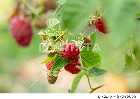 赤いラズベリーの栽培 6月 家庭菜園の写真素材