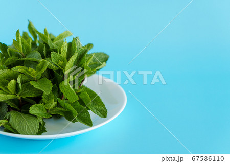 Cafes and restaurants, refreshing drinks, natural products, healthy food concept - laying out bundles of fresh green twigs and mint leaves on a white plate or saucer light blue background copy space. Cafes and restaurants, refreshing drinks, natural products, healthy food concept - laying out bundles of fresh green twigs and mint leaves on a white plate or saucer light blue background copy space. 67586110