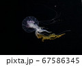 浮遊するクラゲ 67586345