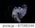 浮遊するクラゲ 67586346