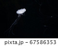 浮遊するクラゲ 67586353
