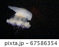 浮遊するクラゲ 67586354