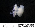 浮遊するクラゲ 67586355