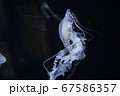 浮遊するクラゲ 67586357