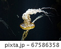 浮遊するクラゲ 67586358