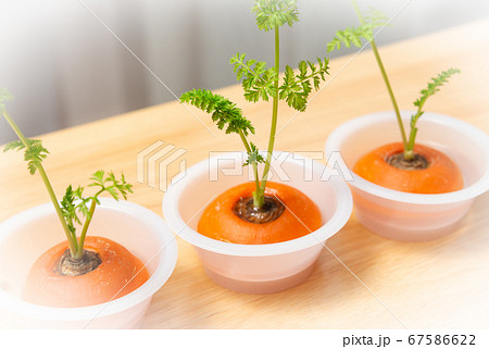 人参のリボベジ 再生野菜の栽培 ニンジンの葉 リボベジで節約の写真素材