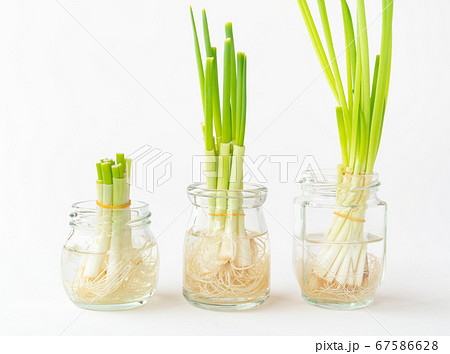 小ネギのリボベジ　再生野菜の栽培　リボベジで節約 67586628