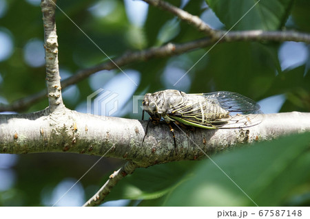 クマゼミ 67587148