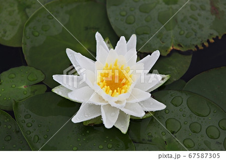 蓮 植物 花 67587305