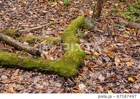 苔むした古木と枯葉 苔むした古木と枯葉 67587497