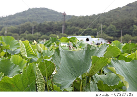 スズメ 鳥 蓮の葉 67587508