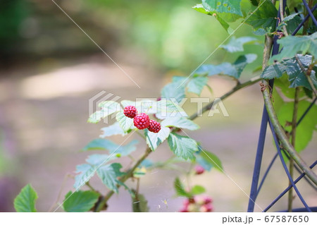 ブラックベリーの実 67587650