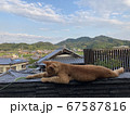 ねこじゃらしで遊ぶ猫 67587816