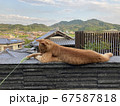 ねこじゃらしで遊ぶ猫 67587818