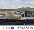 ねこじゃらしで遊ぶ猫 67587819