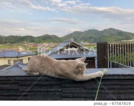ねこじゃらしで遊ぶ猫 67587819