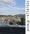 ねこじゃらしで遊ぶ猫 67587820