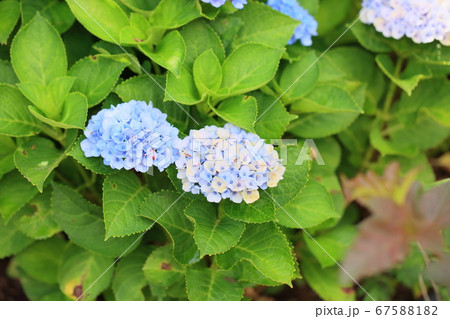 アジサイの花 67588182
